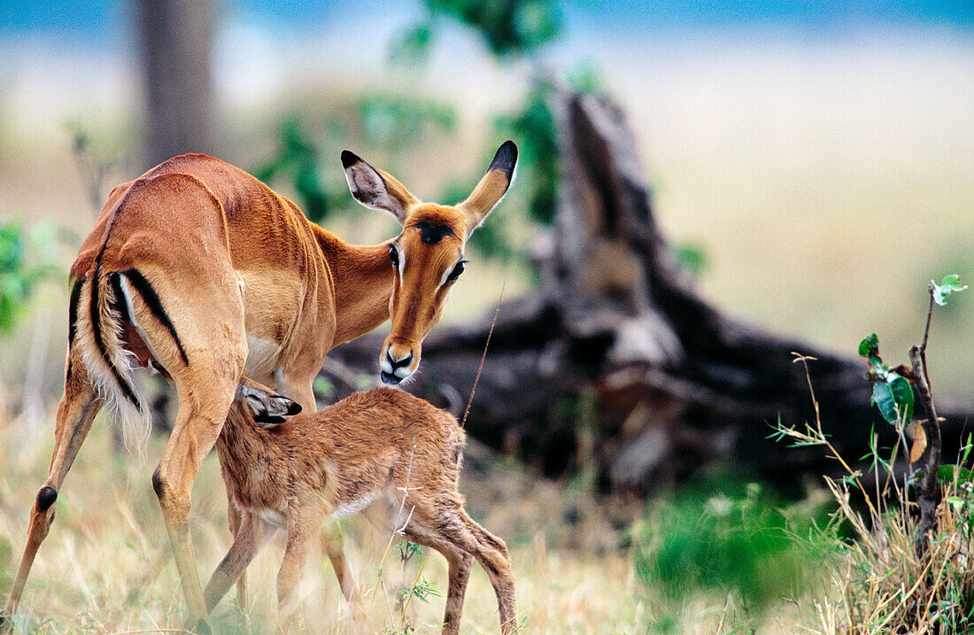 Young Impala (Aepyceros melampus) suckling. Masai Mara. Kenya