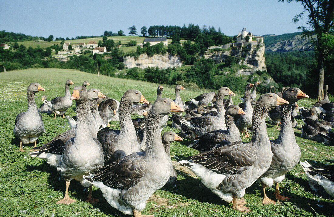 Foie Gras Geese. La Treyne Castle. Dordogne. France