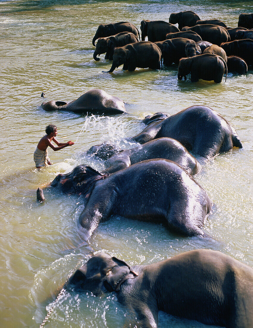 Elephants. Kandy. Sri Lanka