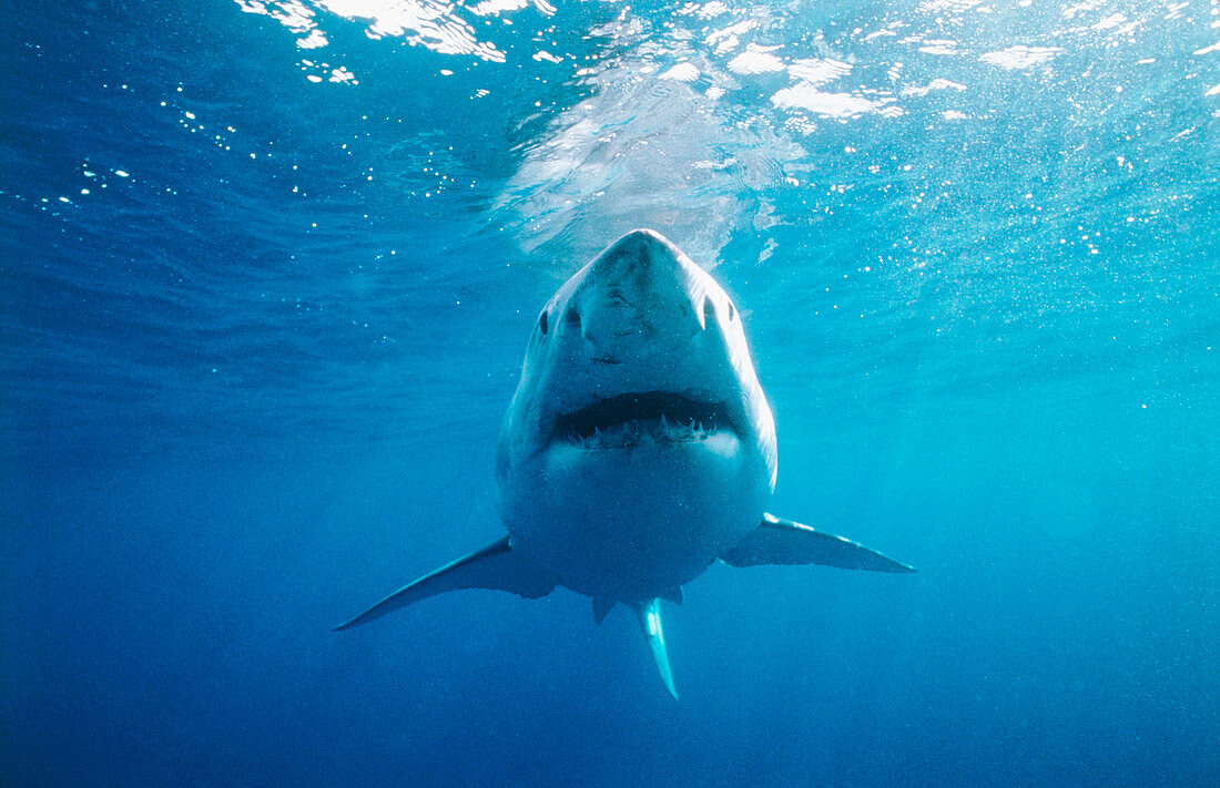 Great white shark