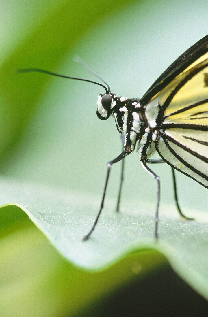 White Tree Nymph Butterfly