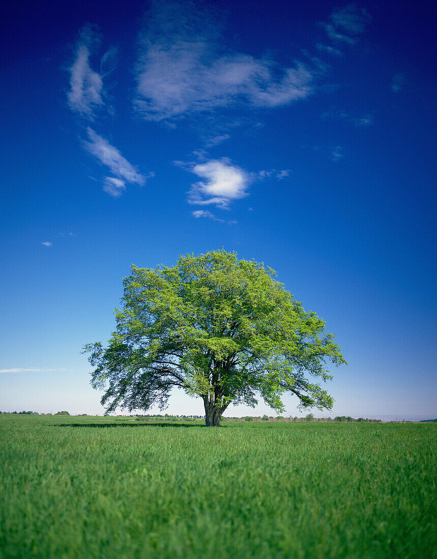 Elm tree, Hokkaido, Japan