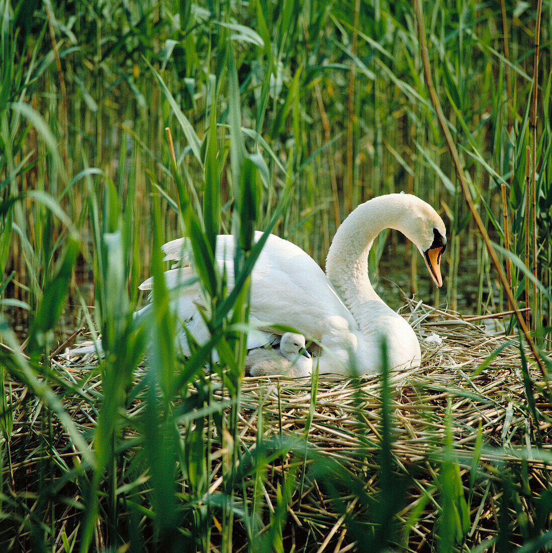 Mute Swan (Cygnus olor) and chick