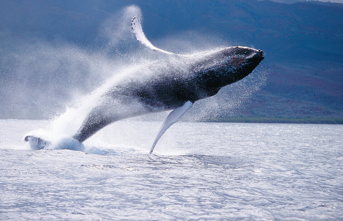 Humpback Whale