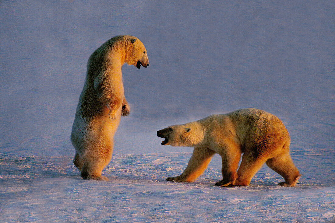 Polar Bears