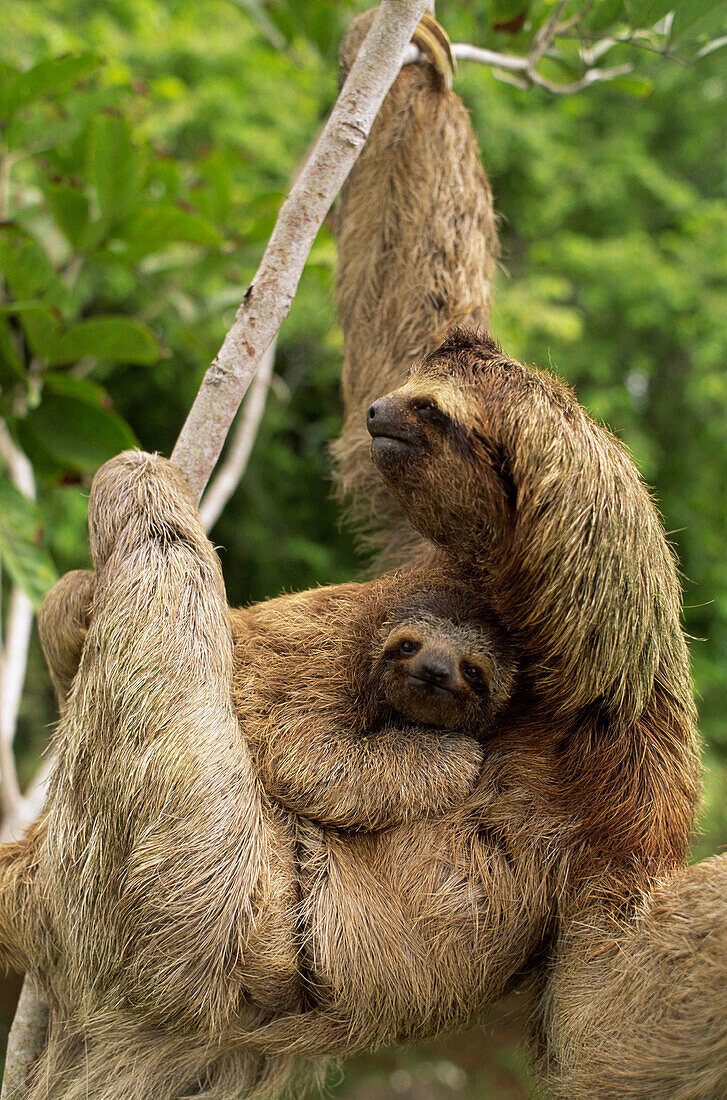 Three-toed Sloth with young