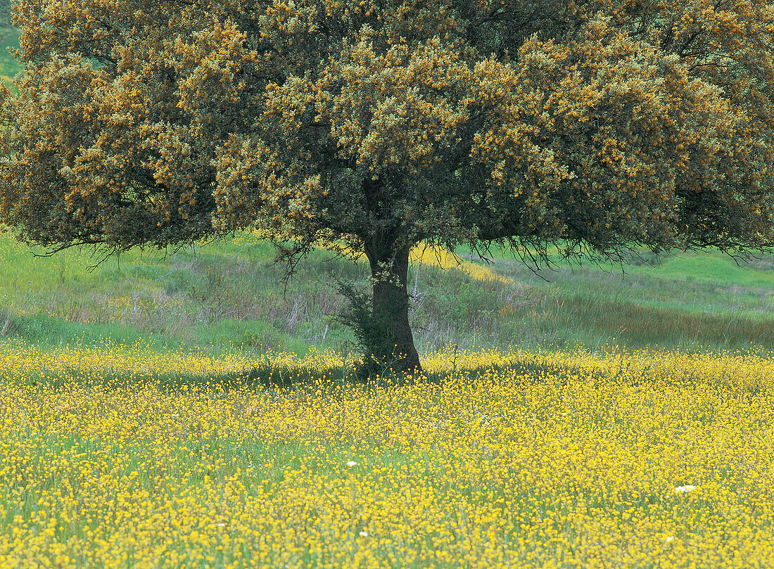 Olive Tree. Cádiz province. Spain