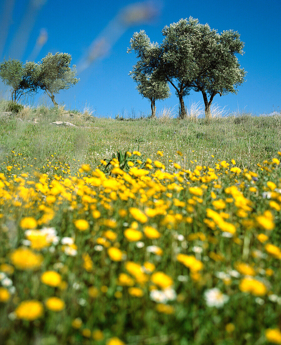 Las Alpujarras. Granada province. Spain