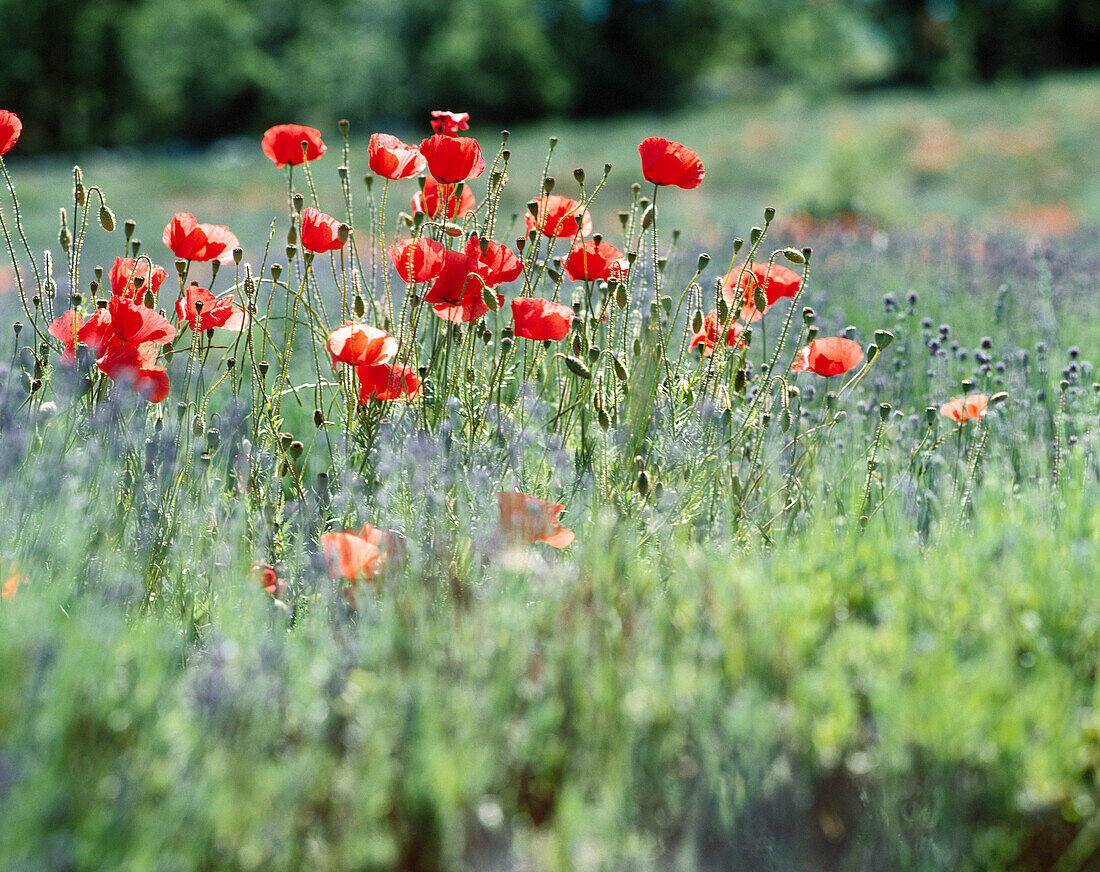  Aussen, Blume, Blumen, Draussen, Duft, Düfte, Farbe, Feld, Felder, Horizontal, Land, Landschaft, Landschaften, Mohnblume, Mohnblumen, Natur, Pflanze, Pflanzen, Vegetation, Wiese, Wiesen, Wildblume, Wildblumen, CatV2, 781, agefotostock 