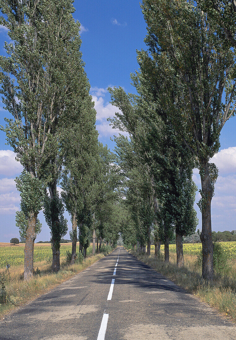 Burgos province. Spain