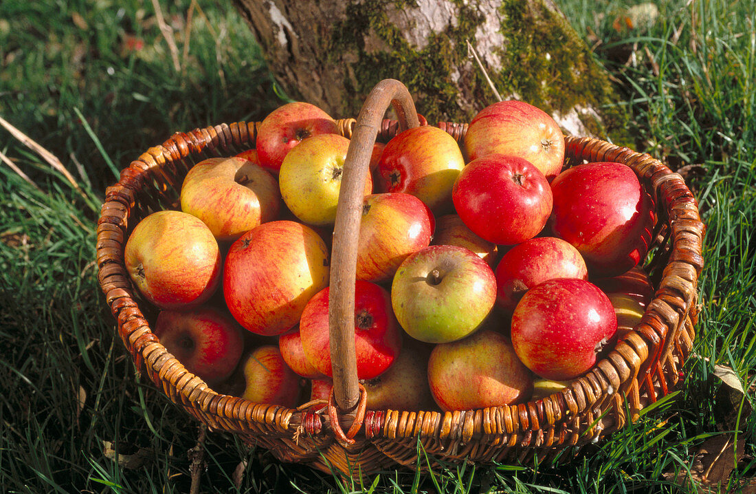 Apfelkorb, Cider apples