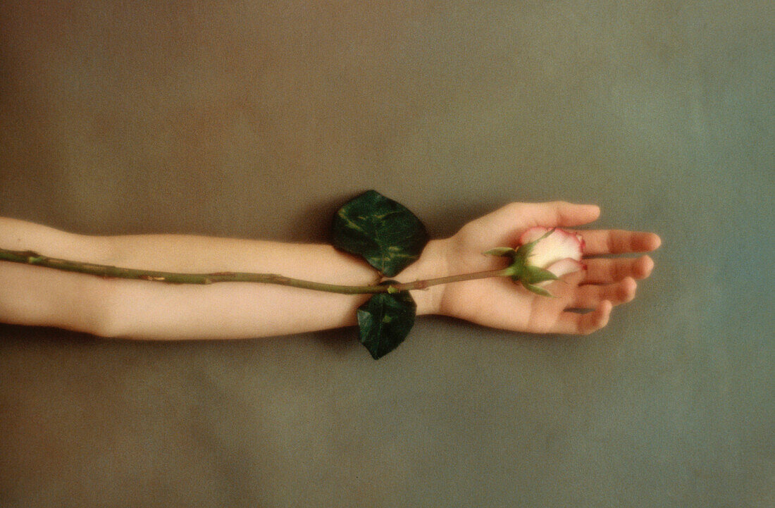 Hand gently holds a rose