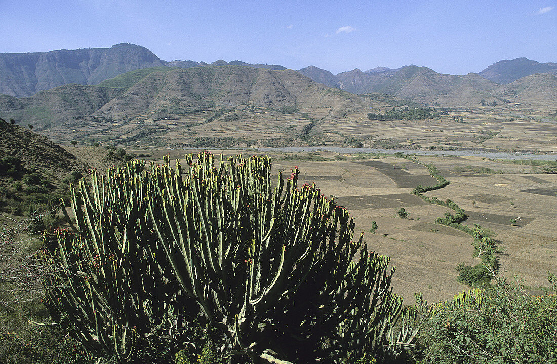 Agricultural landscape. Near Wuchale. Ethiopia.