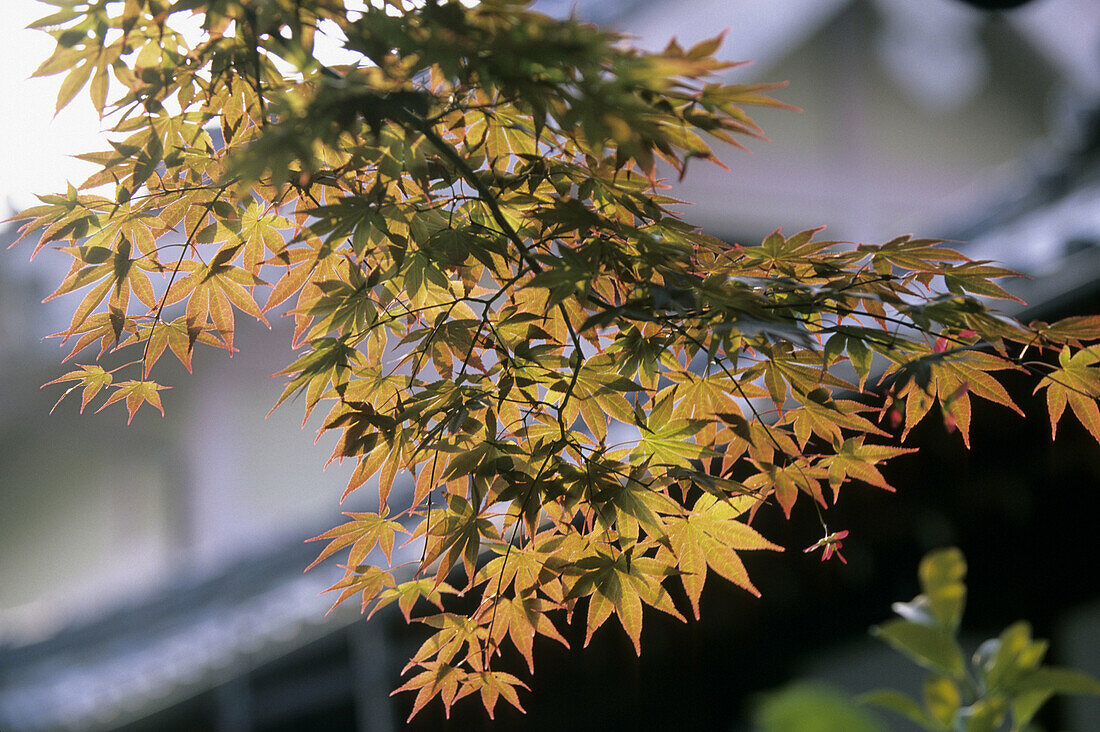 Ninna-ji temple. Kyoto. Kansai. Japan.