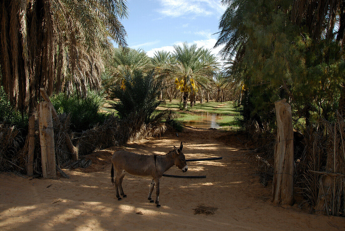 A donkey at the desert oasis, Ksar Ghilane, Sahara, Tunisia, Africa