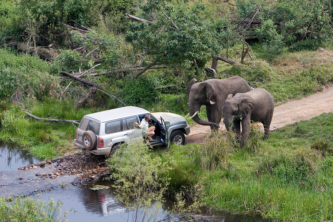 Safari durch den Dschungel, Geländewagen mit zwei Elefanten, Zwei Elefanten sperren den Weg, Südafrika, Afrika