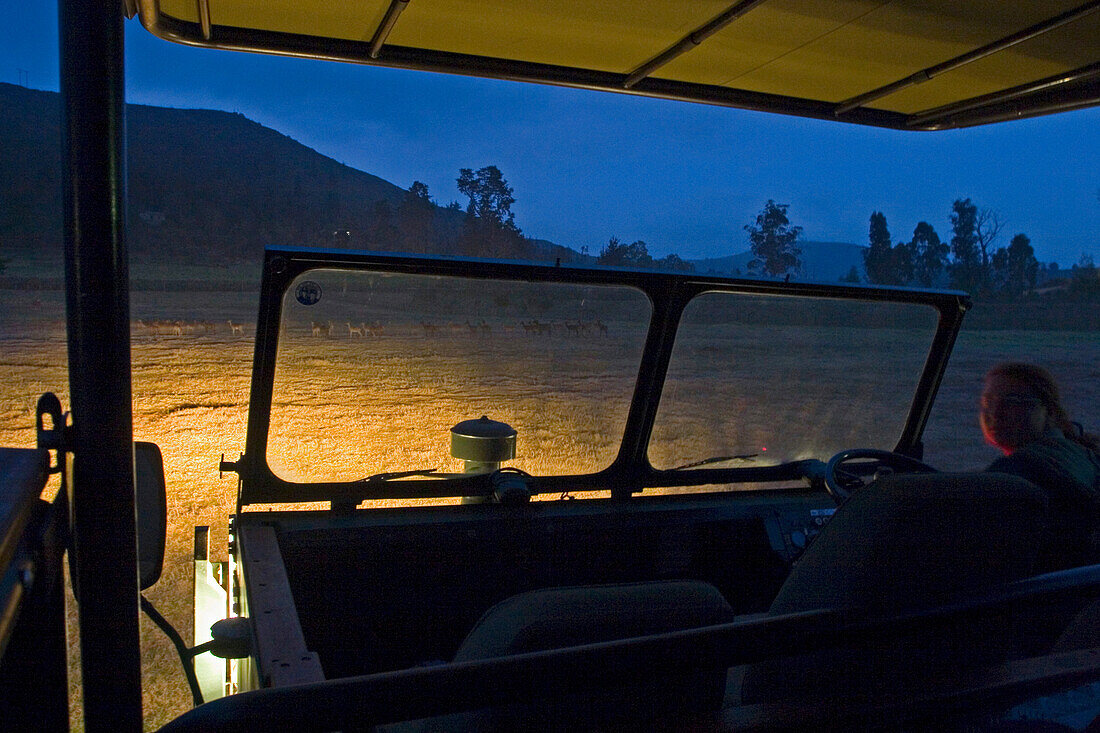 On a safari tour at night, Jeep, Wild animals in the background, South Africa, Africa