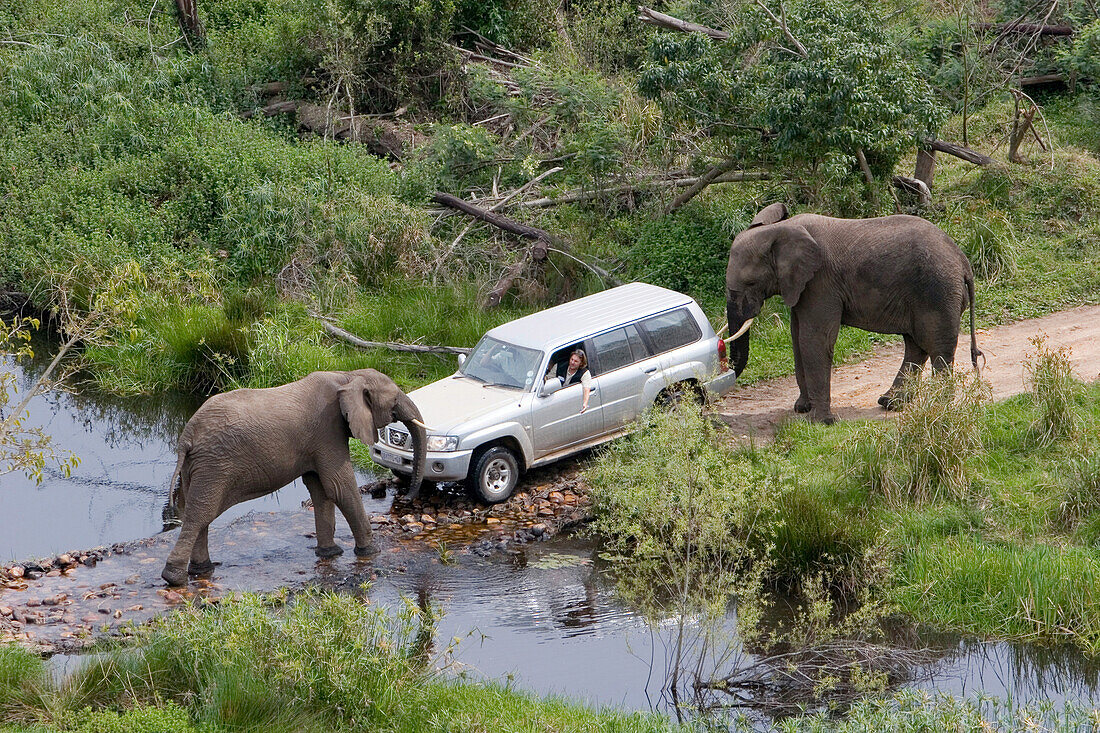Safari through the jungle, Jeep with two elephants, South Africa, Africa, mr