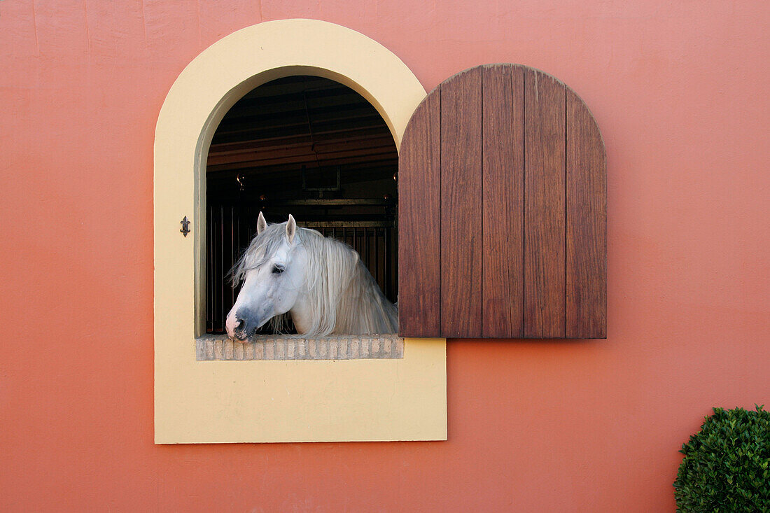 Pferd schaut aus dem Fenster, Hotel Hacienda La Boticaria, Vega de Alcala de Guadaira, In der Nähe von Sevilla, Andalusien, Spanien, Europa