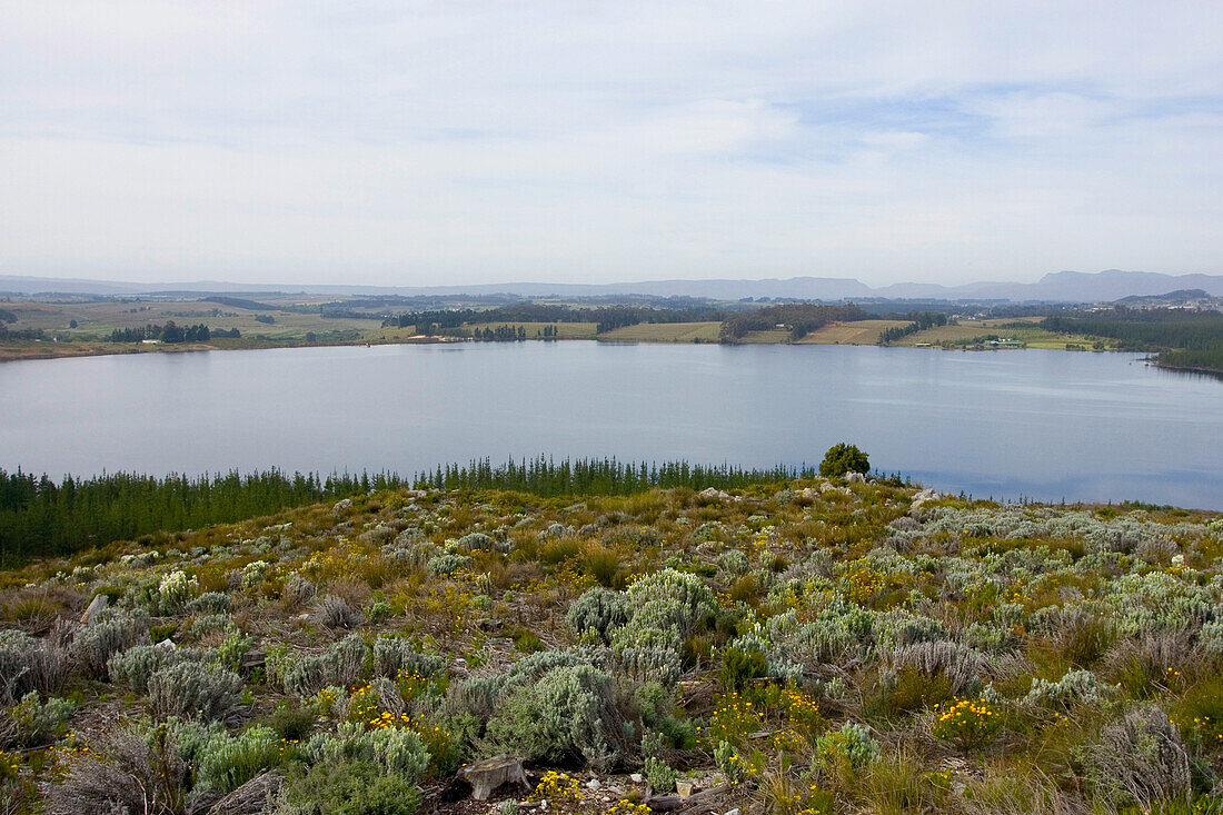 Grabouw Forest Park, In der Nähe von Kapstadt, Südafrika, Afrika, mr