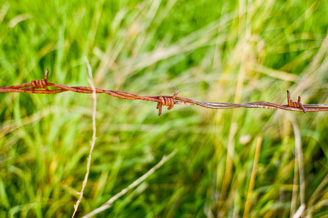 Close up of rusty barbed wire, Meadow, North Rhine Westphalia, Germany