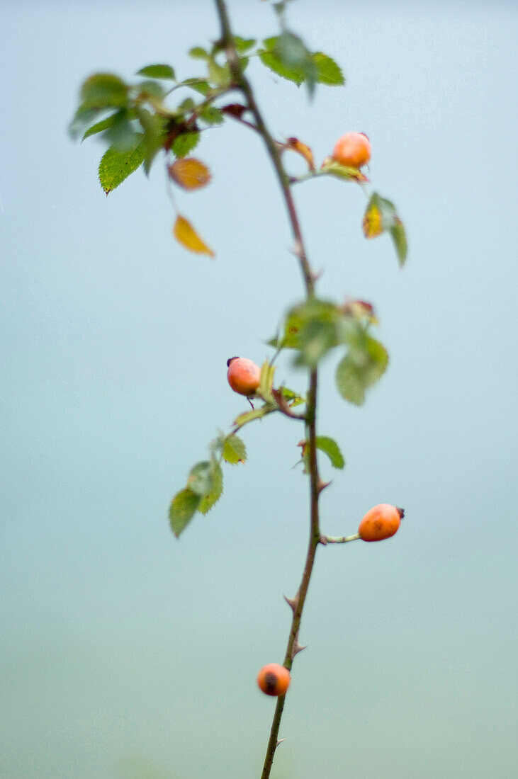 Close up of Dog rose, Rose Hip, Starnberg, Bavaria, Germany