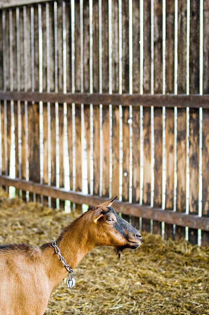 Ziege auf Bauernhof, Kevelaer, Nordrhein-Westfalen, Deutschland