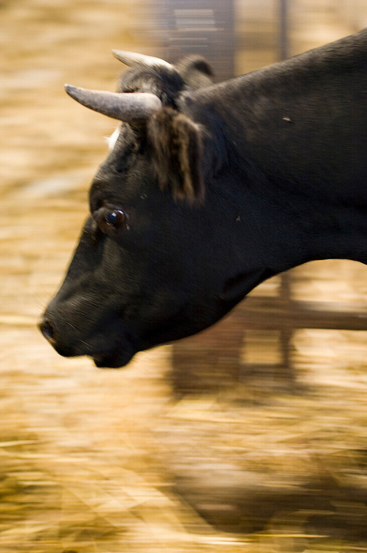 Stier auf Bauernhof, Kevelaer, Niederrhein, Nordrhein-Westfalen, Deutschland