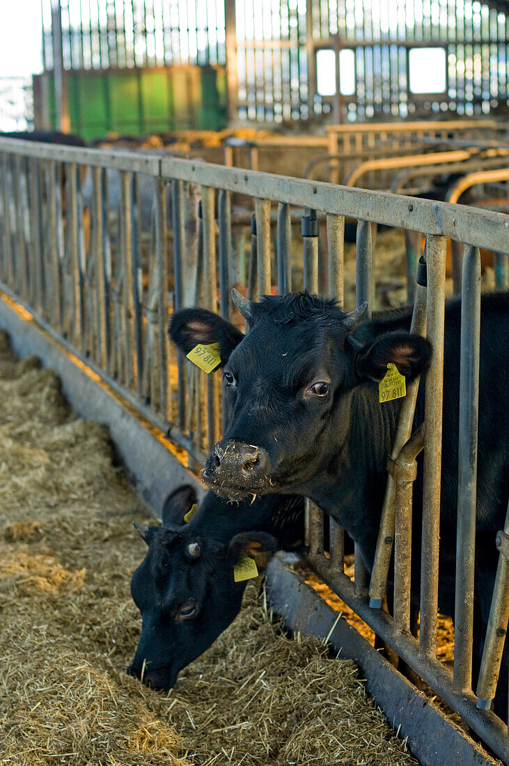 Kühe auf Bauernhof, Kevelaer, Niederrhein, Nordrhein-Westfalen, Deutschland