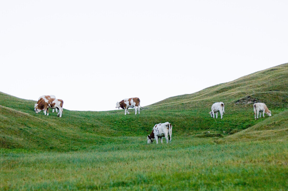 Cows on green pasture, Seiser Alm, Langkofel,Dolomites, South Tyrol, Italia