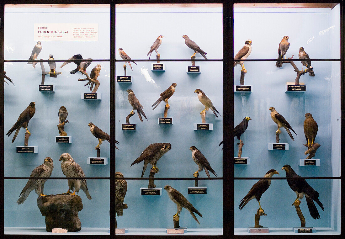 Stuffed birds in the Museum of Natural History, Vienna, Austria
