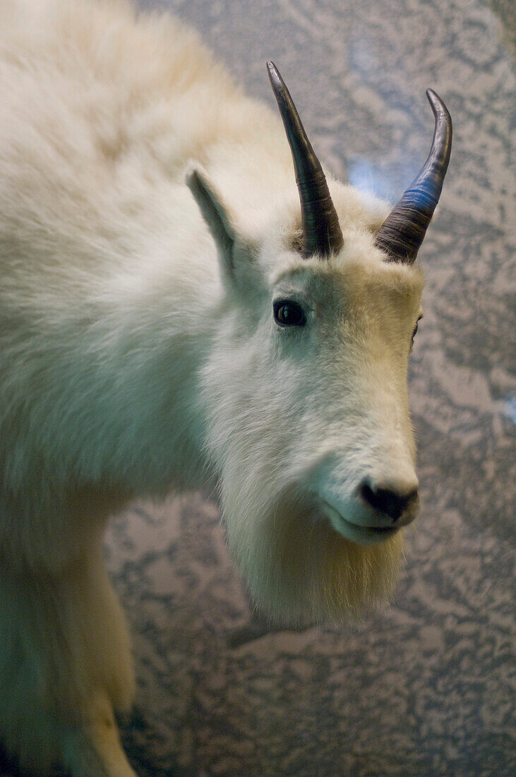 Ausgestopfte Ziege in Naturhistorischen Museum, Museumsquartier, Wien, Österreich