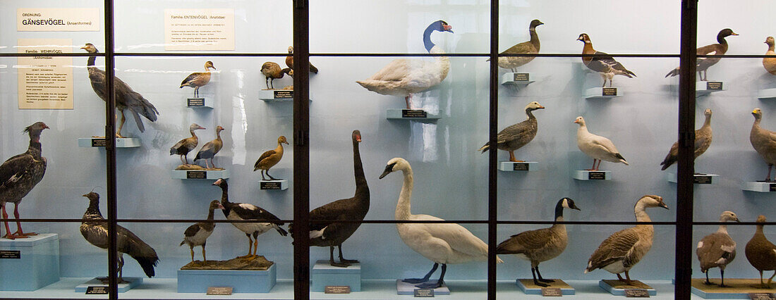 Ausgestopfte Vögel im Naturhistorischem Museum, Museumsquartier, Wien, Österreich