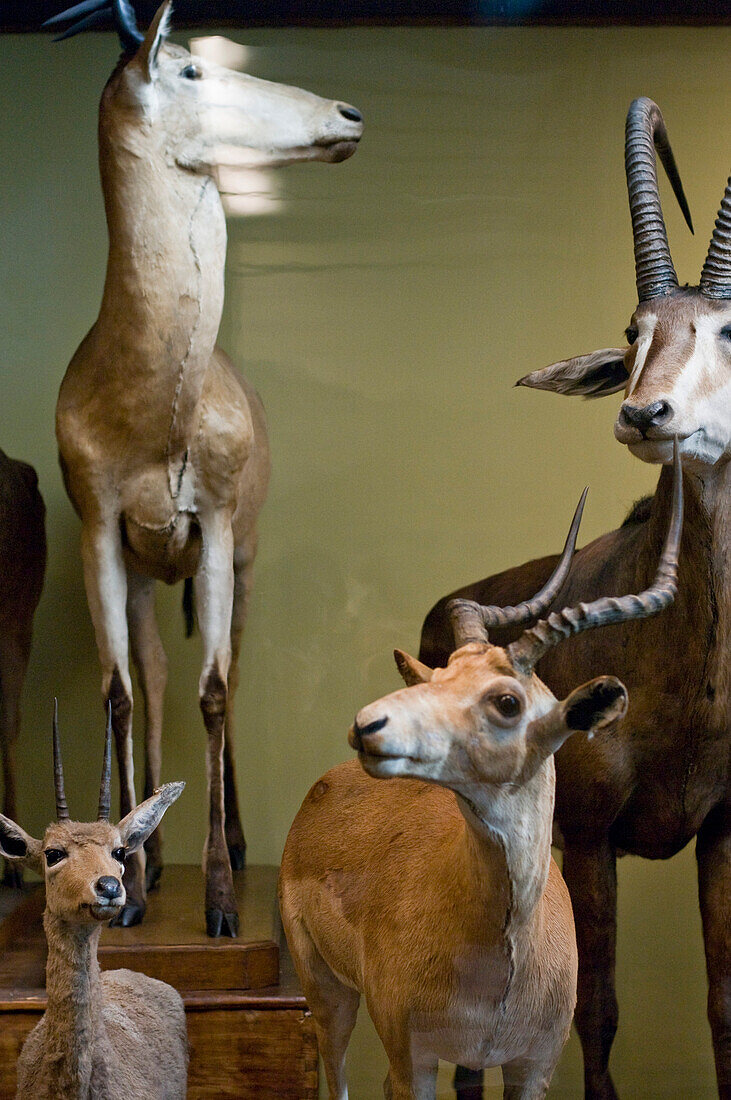 Ausgestopfte Wildtiere im Naturhistorischem Museum, Museumsquartier, Wien, Österreich