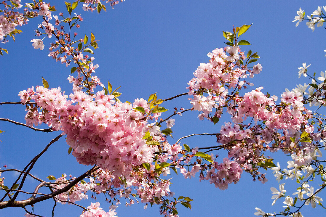 Berlin Mahrzahn, cherry blossom in the GARDEN OF THE WORLD
