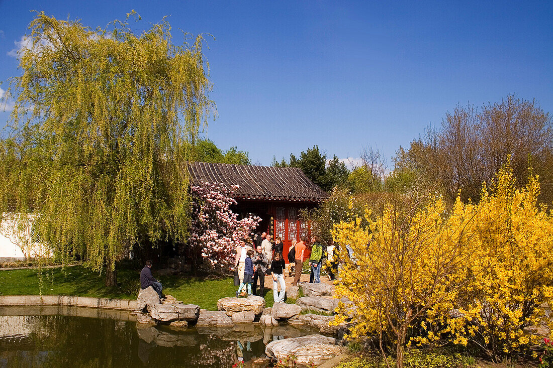 Berlin Mahrzahn, spring,  forsythia  blossom in the GARDEN OF THE WORLD, recreational park , chinese garden in spring