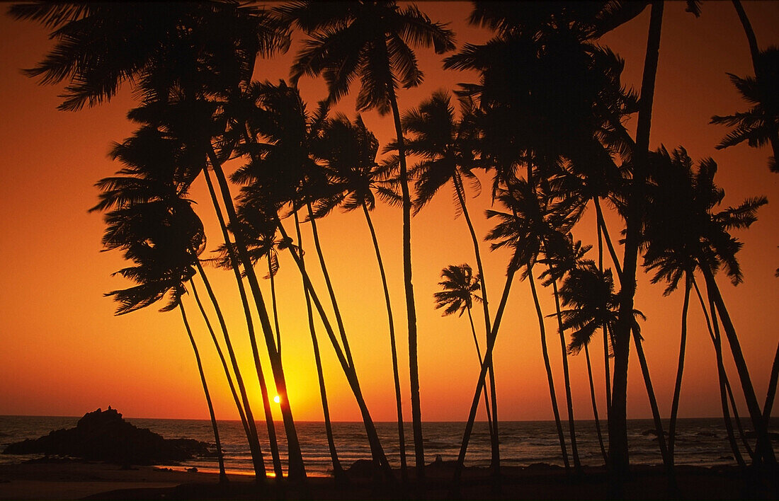 Sri Lanka Sonnenuntergang Palmen, Hikaduwa Westküste