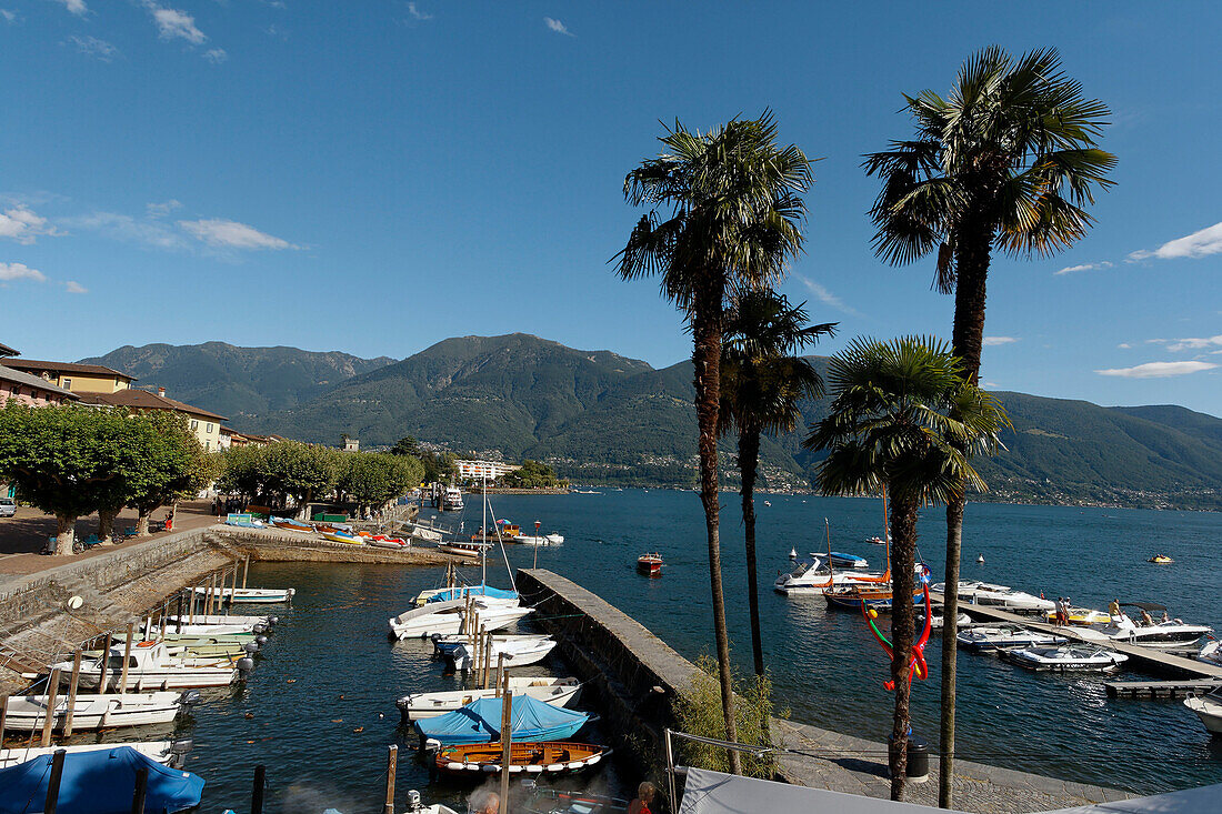 Schweiz Ascona Lago Maggiore kleiner Hafen