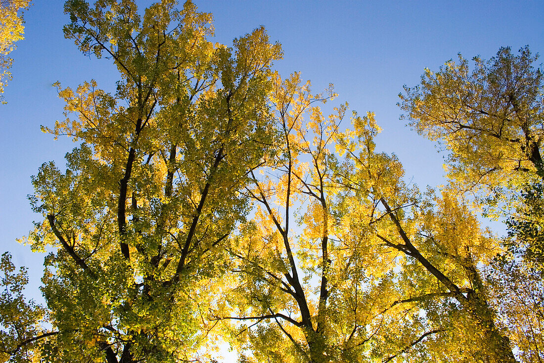 Switzerland Zuerich, Zurich,  lake promenade in autumn , trees