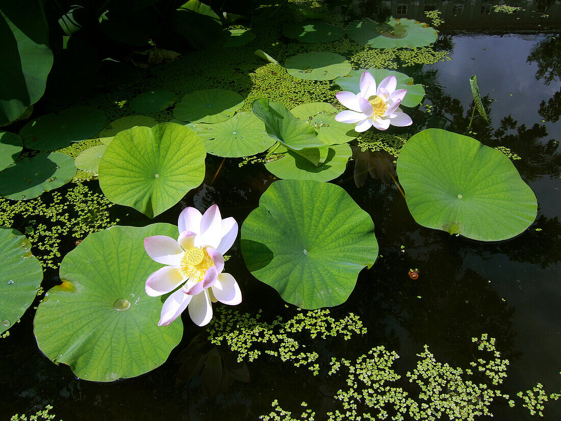 Switzerland Zuerich, Lotus flower in the park of Ethnographic Museum of the University of Zuerich