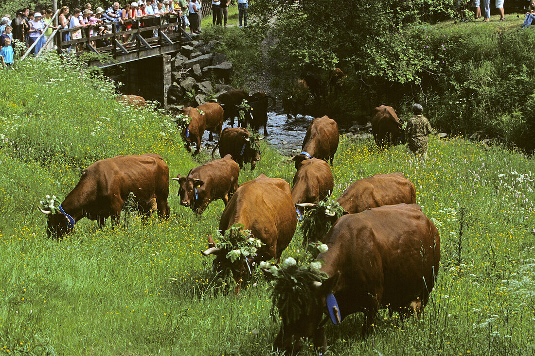 grazing season, traditional cattle drive, Wildemann, Harz Mountains, Lower Saxony, northern Germany