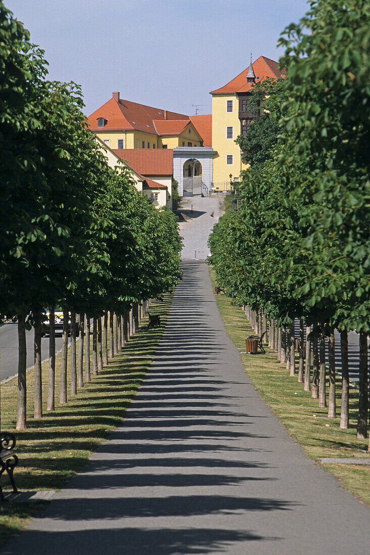 tree lined avenue from Ballenstedt castle, Harz Mountains, Saxony Anhalt, Germany