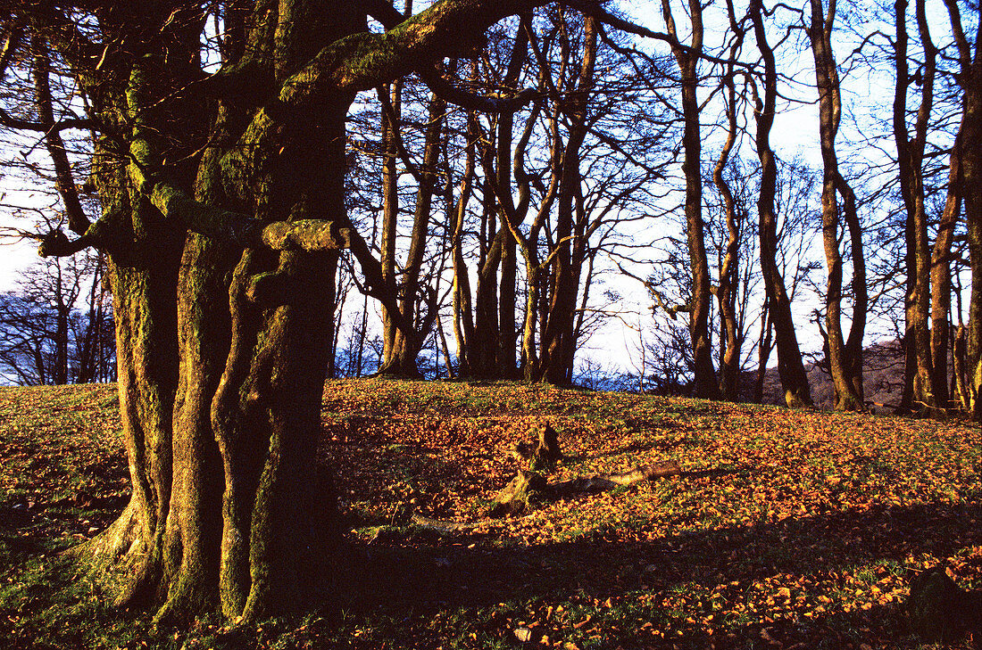 Aussen, Baum, Bäume, Baumstamm, Baumstämme, Draussen, Farbe, Herbst, Horizontal, Landschaft, Landschaften, Natur, Ökosystem, Ökosysteme, Pflanze, Pflanzen, Stamm, Stämme, Vegetation, Wald, Wälder