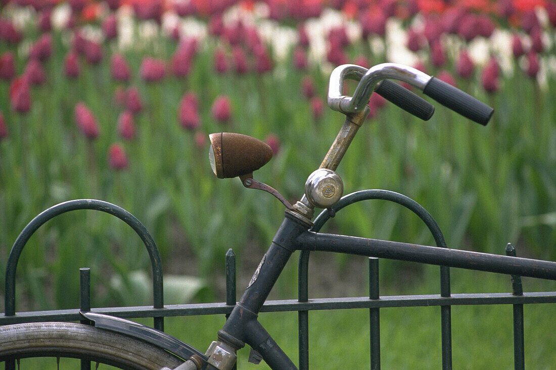 Bicycle parked near bed of tulips, Amsterdam, the Netherlands