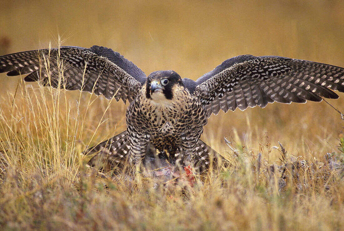 Peregrine Falcon (Falco peregrinus) on prey
