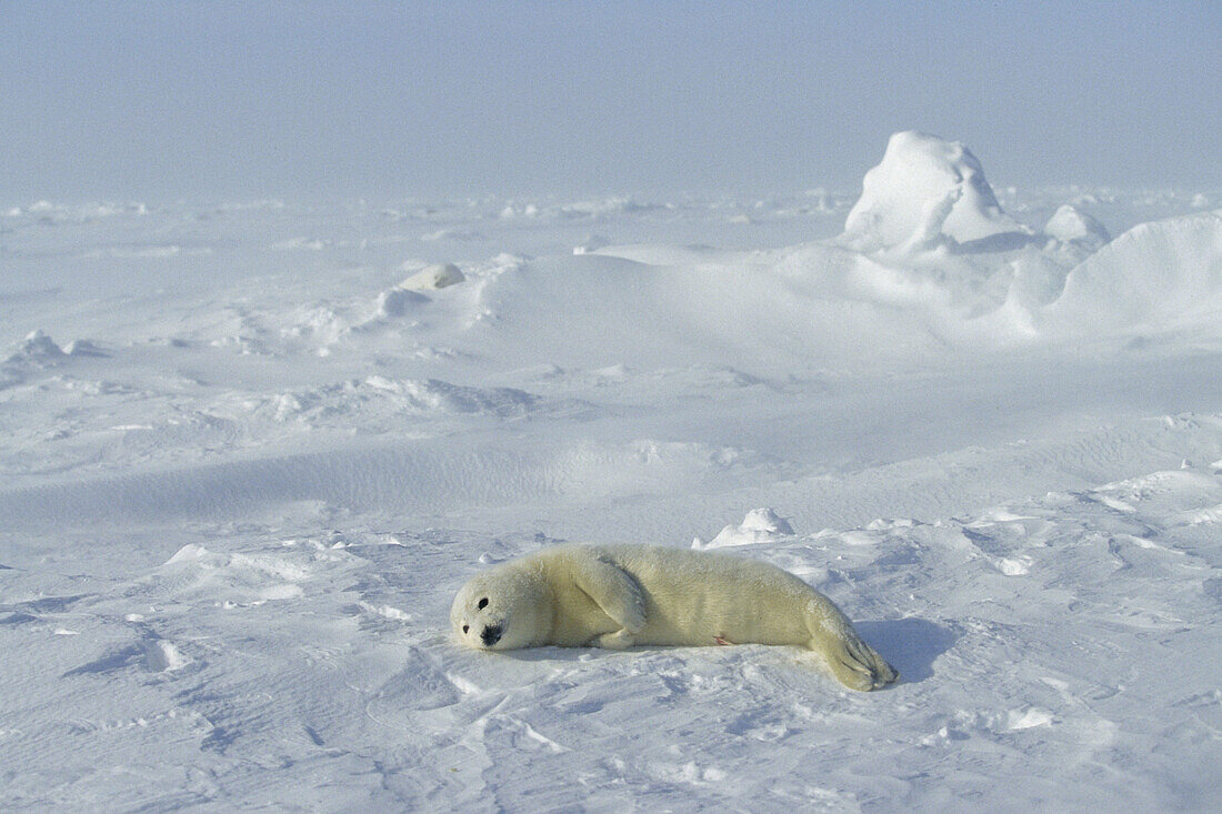 Harp Seal pup (Pagophilus groenlandicus). Magdalen Islands. Canada