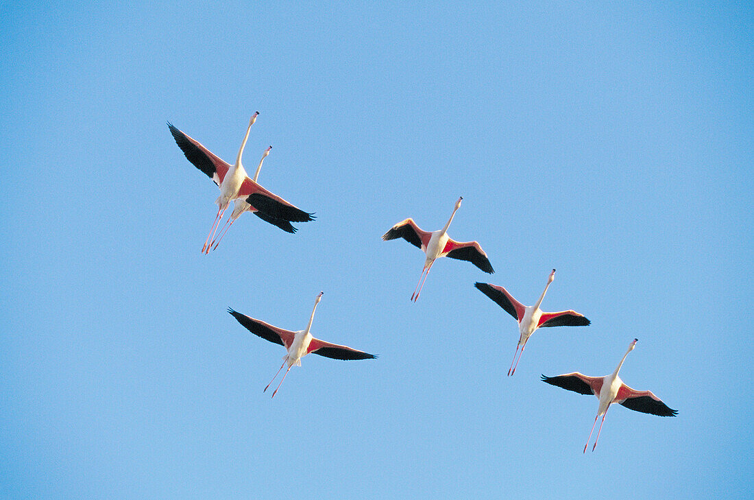 Greater Flamingos (Phoenicopterus ruber)