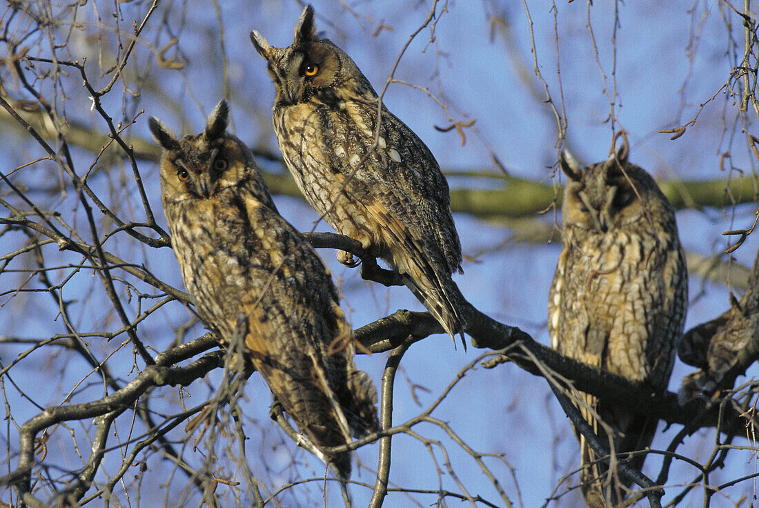 Long-eared Owls (Asio otus)