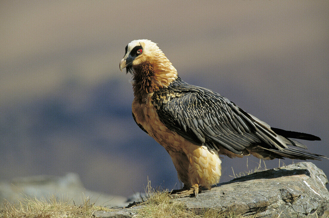 Bearded Vulture (Gypaetus barbatus)