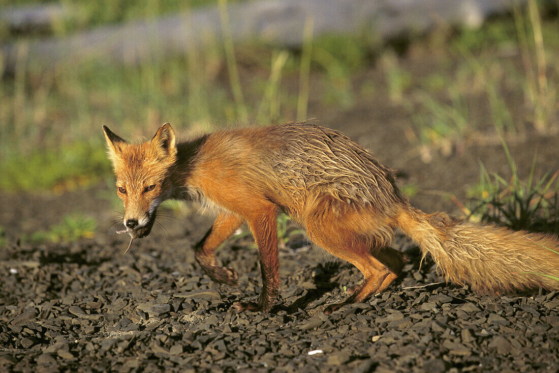 Red Fox (Vulpes vulpes)